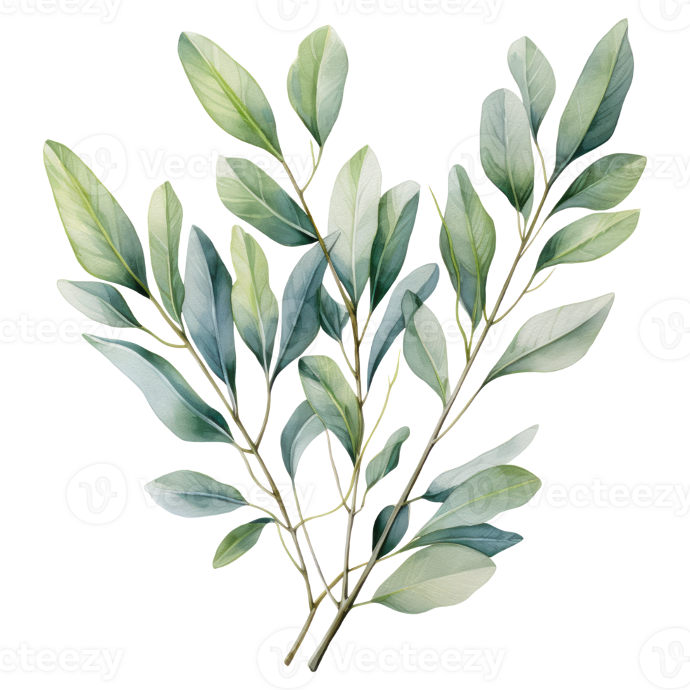 Watercolor eucalyptus branch. Floristic design elements. AI Generative Pro PNG