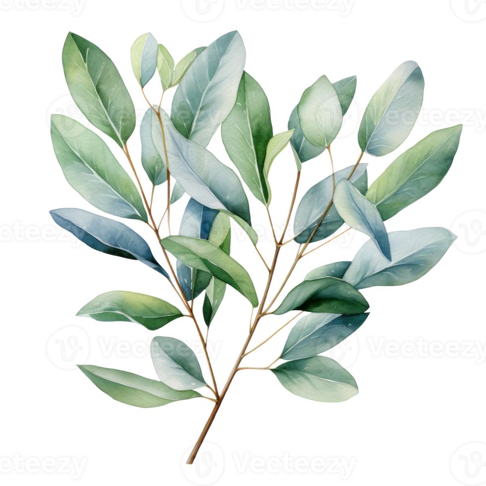 Watercolor eucalyptus branch. Floristic design elements. AI Generative Pro PNG