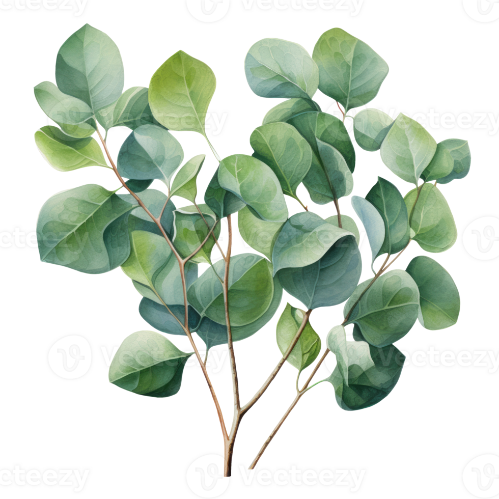 Watercolor eucalyptus branch. Floristic design elements. AI Generative Pro PNG
