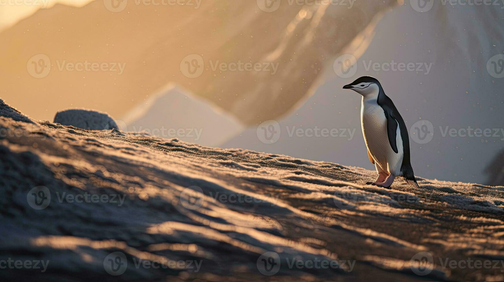 A Chinstrap Penguin walks precariously along the ridge of Bailey Head on Deception Island in Antarctica, high above the icy ocean below. Generative Ai photo