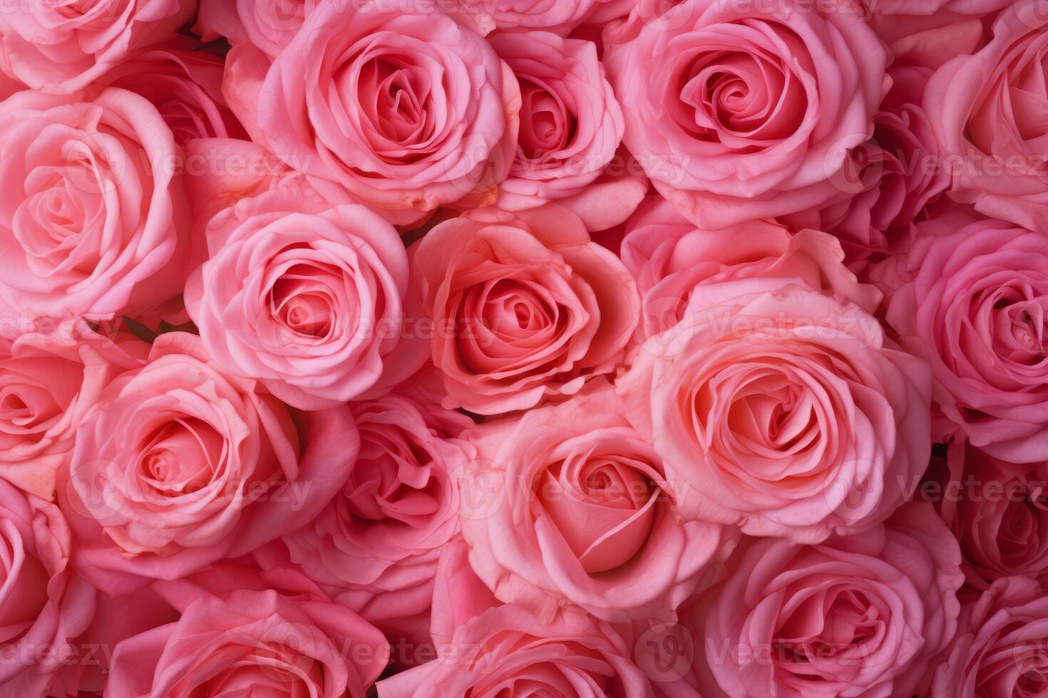 Pink Rose Texture Background photo