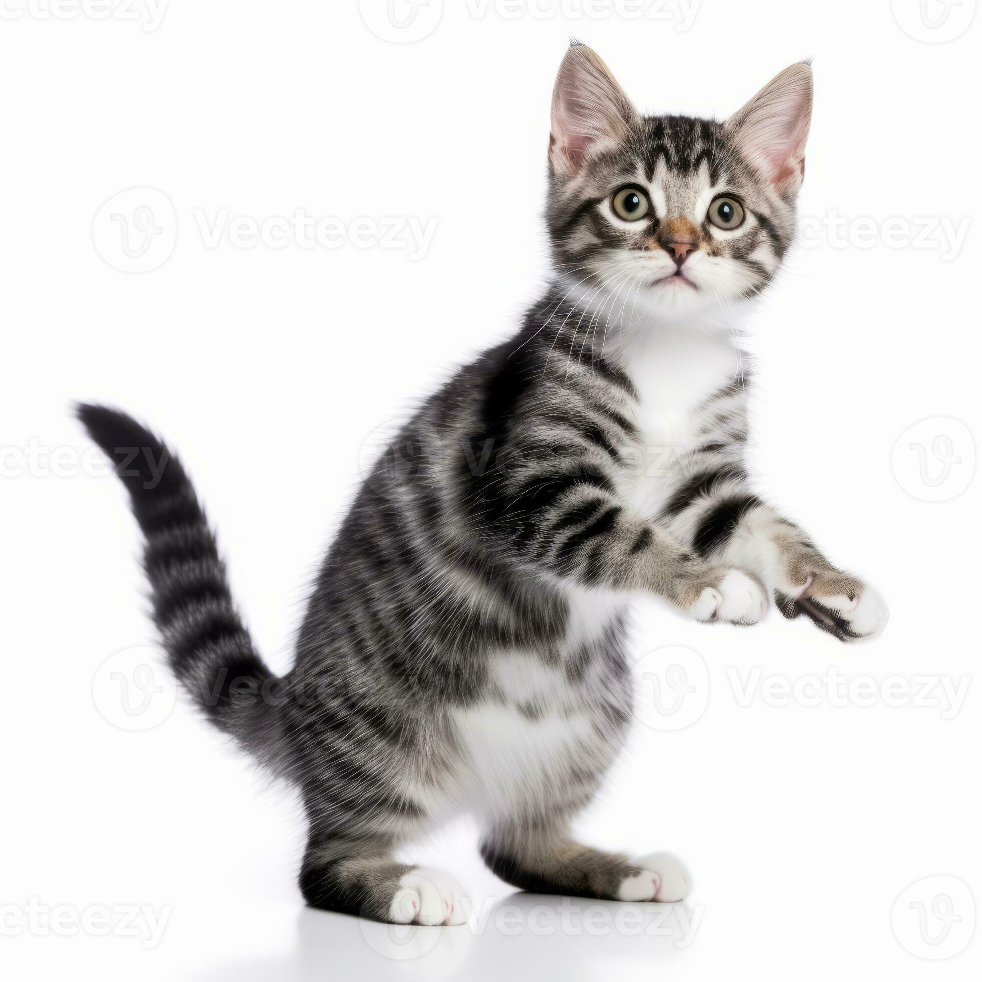 a kitten is standing up on its hind legs generative AI 28358537 Stock Photo  at Vecteezy