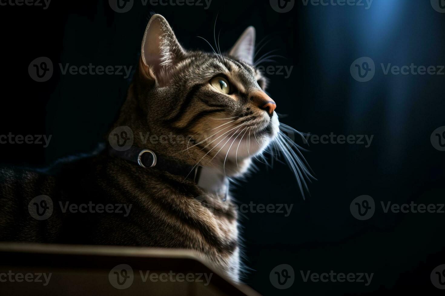 a tabby cat looking up at the sky in a dark room generative AI photo