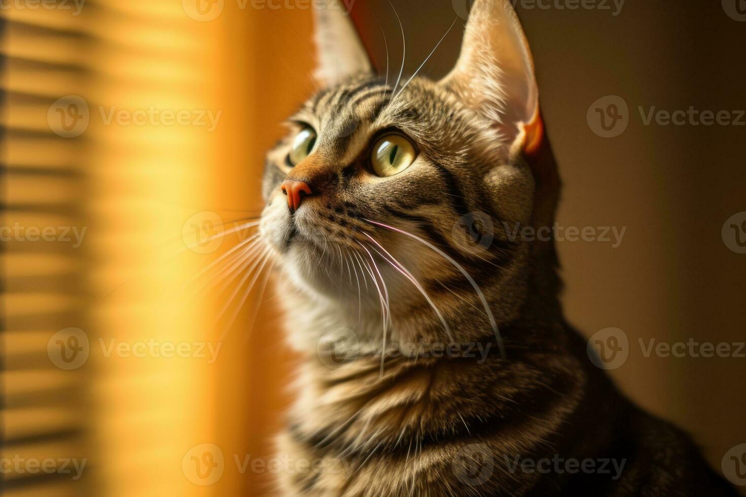 a tabby cat looking up at the sun in front of a window generative AI photo