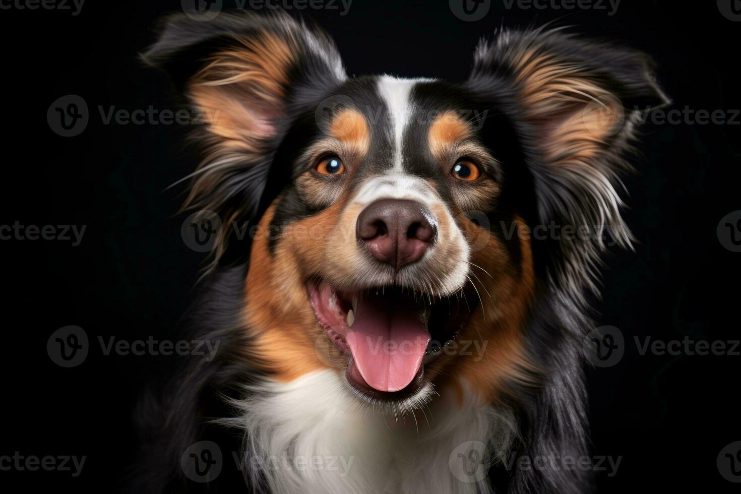 an australian shepherd dog on a black background generative AI photo
