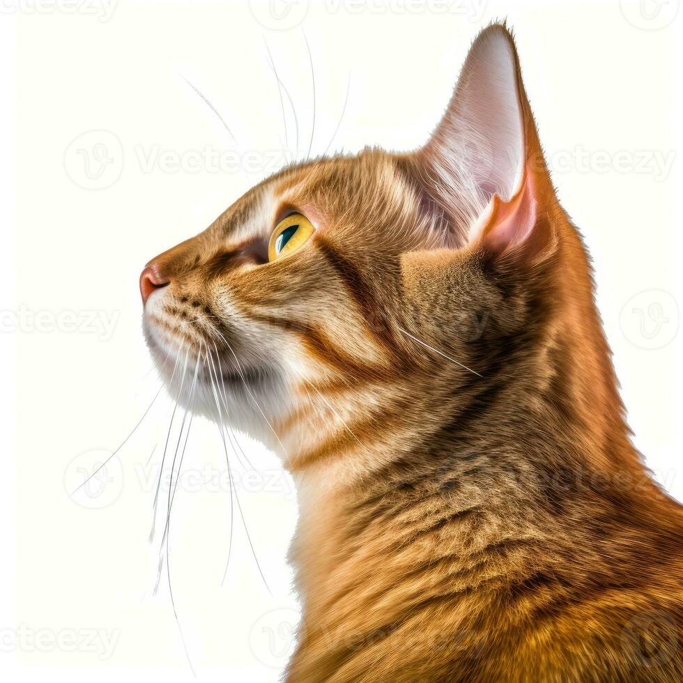 An image of a cat looking to the side on a white background generative