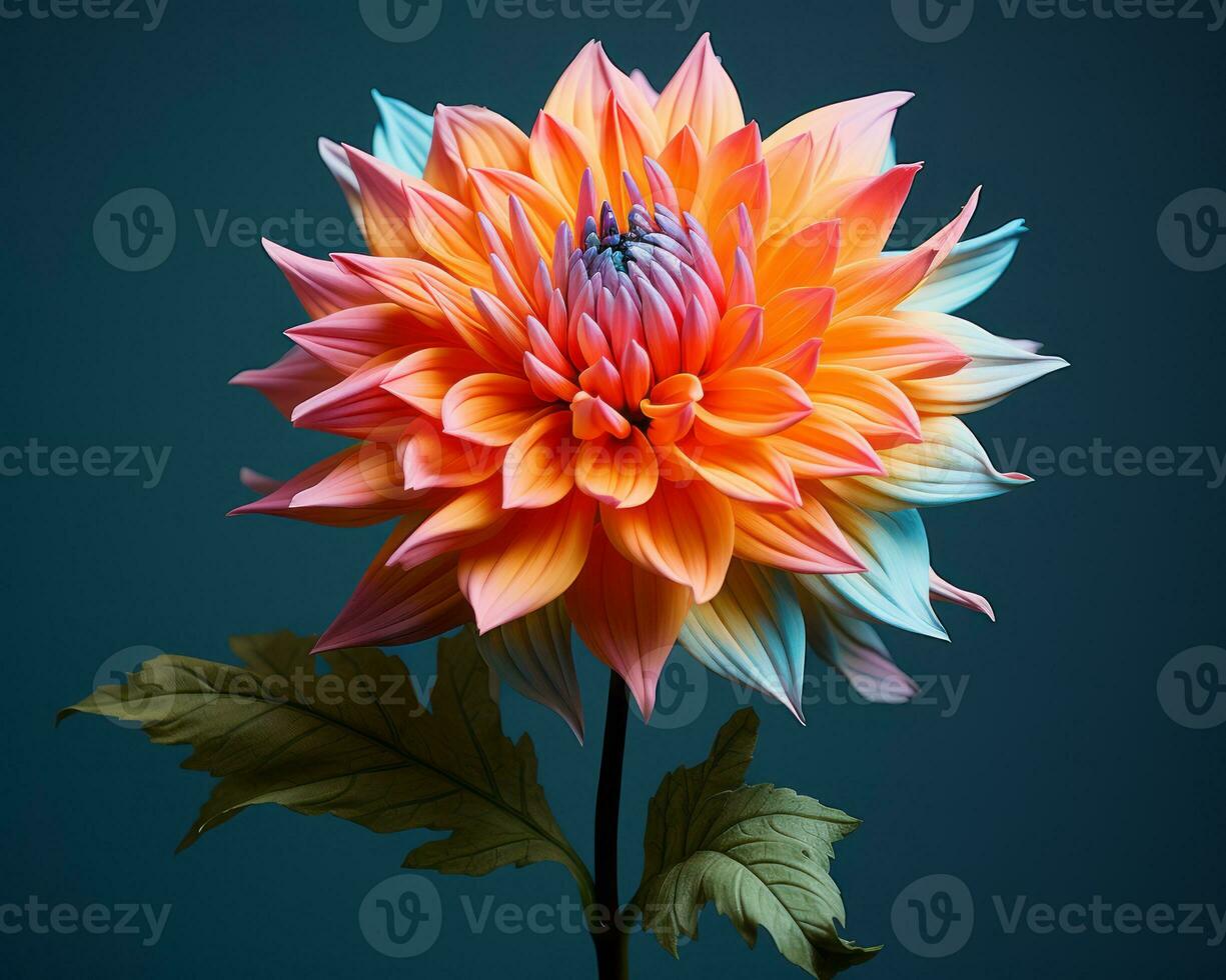 an orange and blue dahlia flower on a dark background generative ai photo