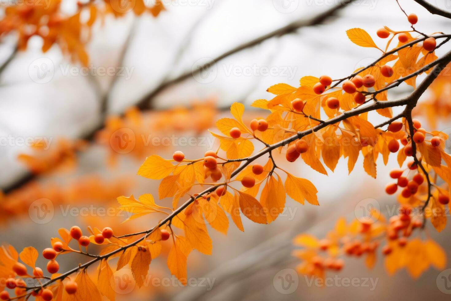 an orange tree branch with berries on it generative ai photo