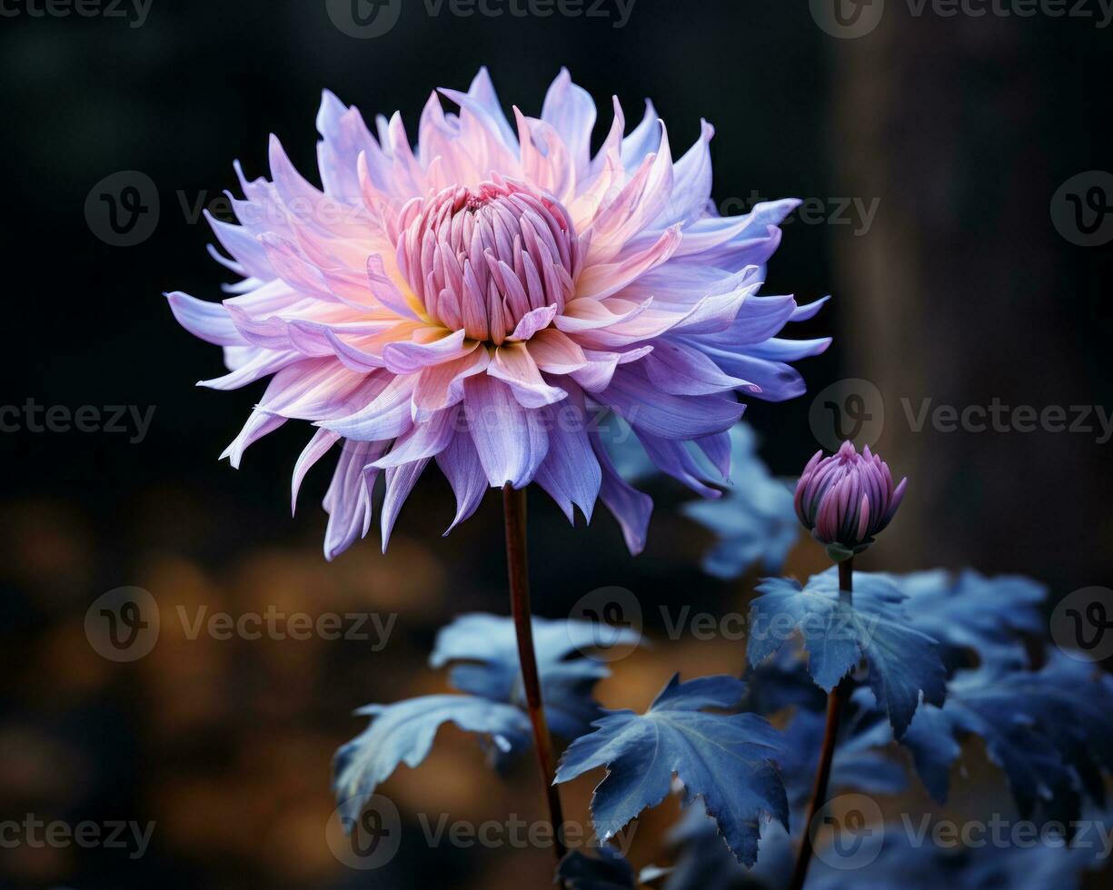 photograph dahlia by kim kim on 500px generative ai photo