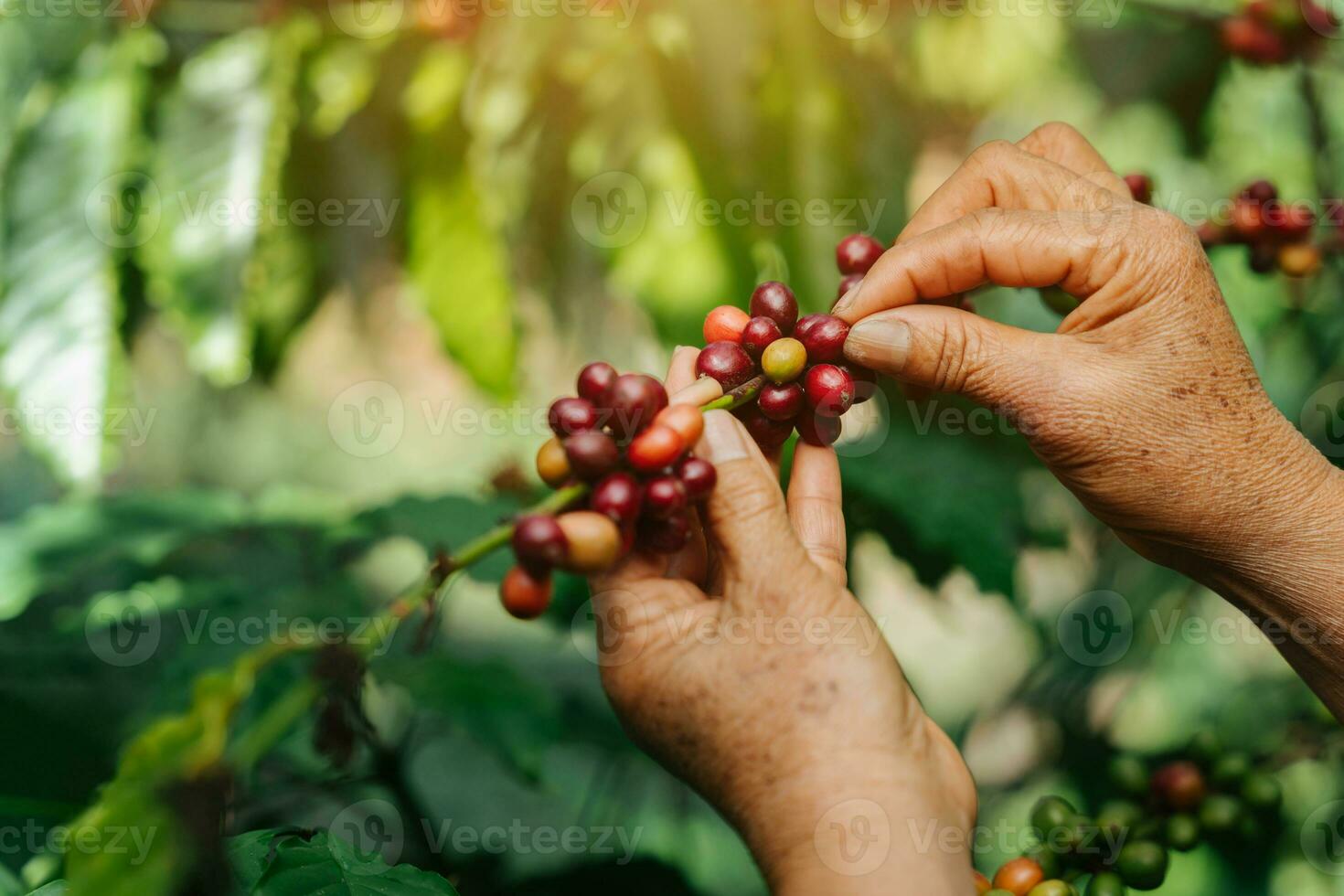 arábica café bayas, agricultores mano cosecha maduro café frijoles en café planta. foto