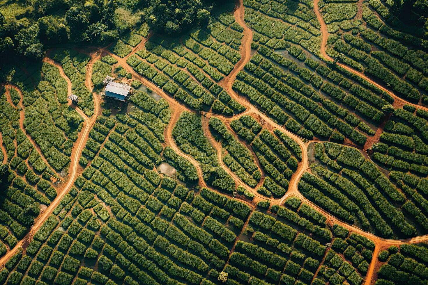 Coffee plantations of South America with a skyline with mountains in the background ,Generative AI photo