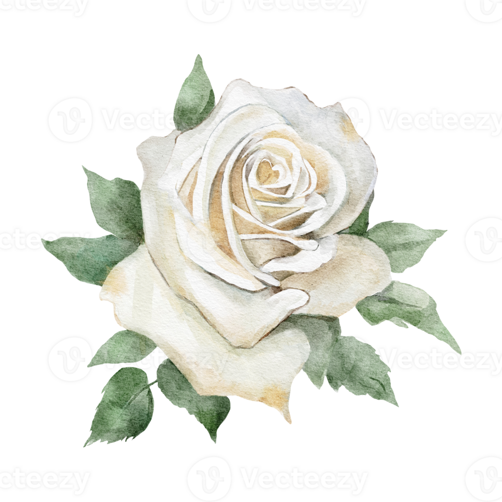 acuarela botánico ilustración con blanco Rosa flor aislado png