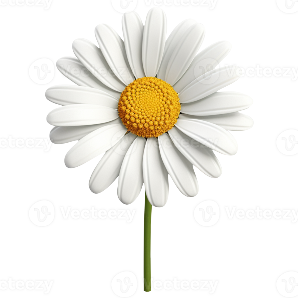 3d Chamomile White Bud Close Up icon. Realistic Decorative Blooming daisy flower. Digital illustration for artwork design PNG on transparent background