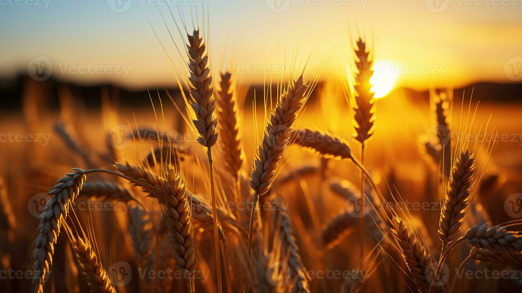 puesta de sol serenidad. cautivador puntos de vista de un trigo campo radiante. generativo ai foto