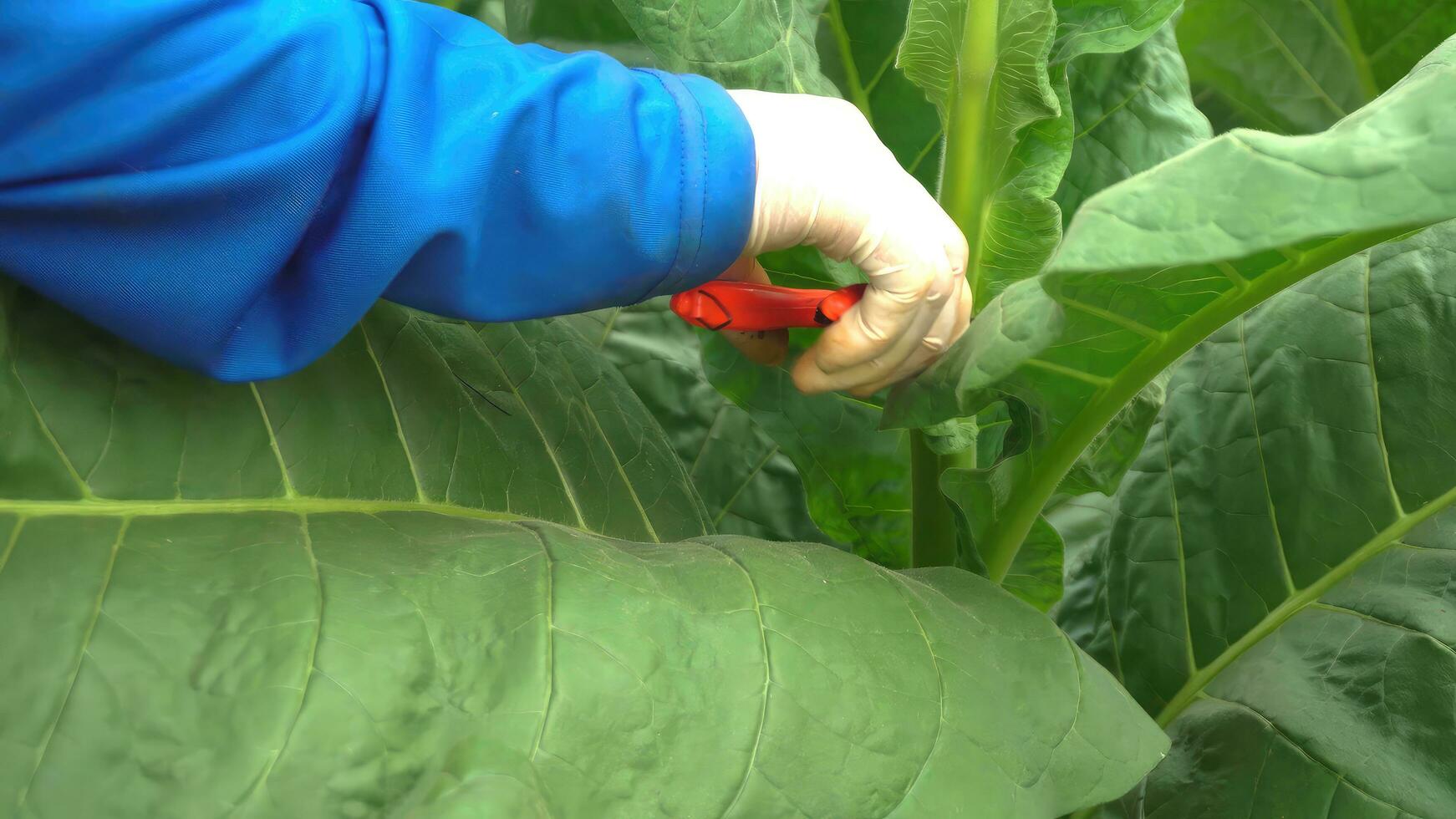 Close up hand agriculturist female are selecting validate,select the quality of leaves tobacco. Agriculturist female tobacco farming.. photo