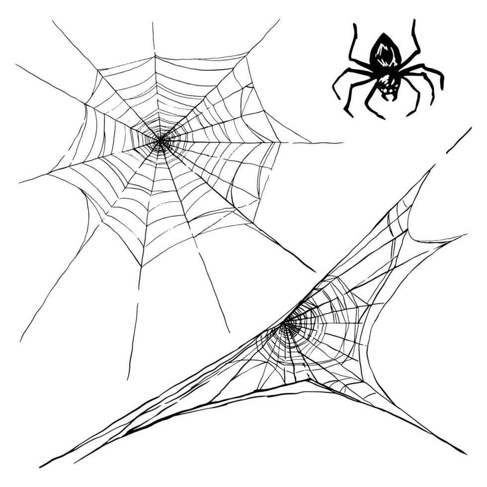 Collection of cobweb and spider isolated on white background. Spiderweb for Halloween design spooky, scary, horror decor. Hand drawn vector illustration.