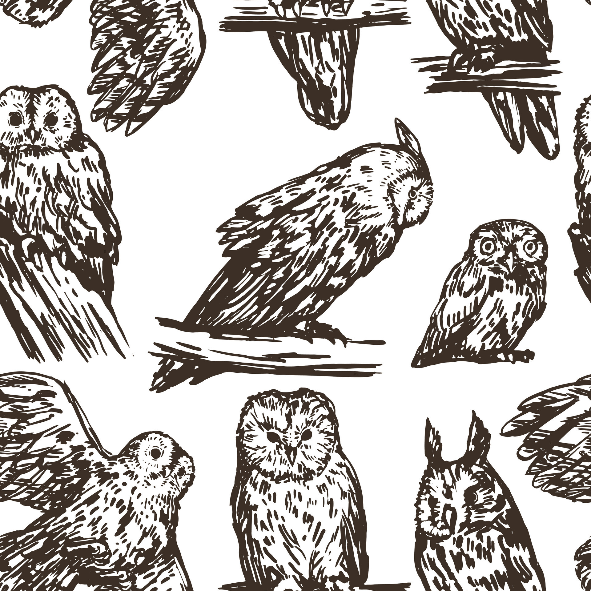 realistic drawing of owls