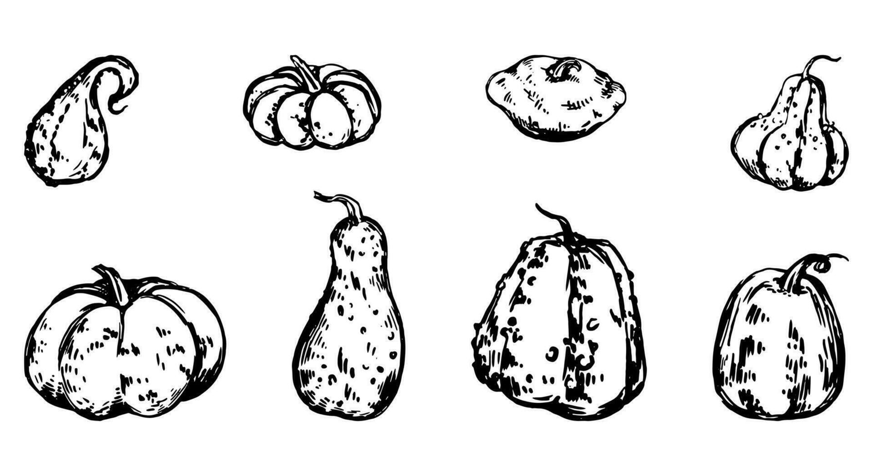 Set of various pumpkin, squash, vegetable marrow. Vector illustrations of autumn season harvest. Sketches cliparts collection isolated on white.