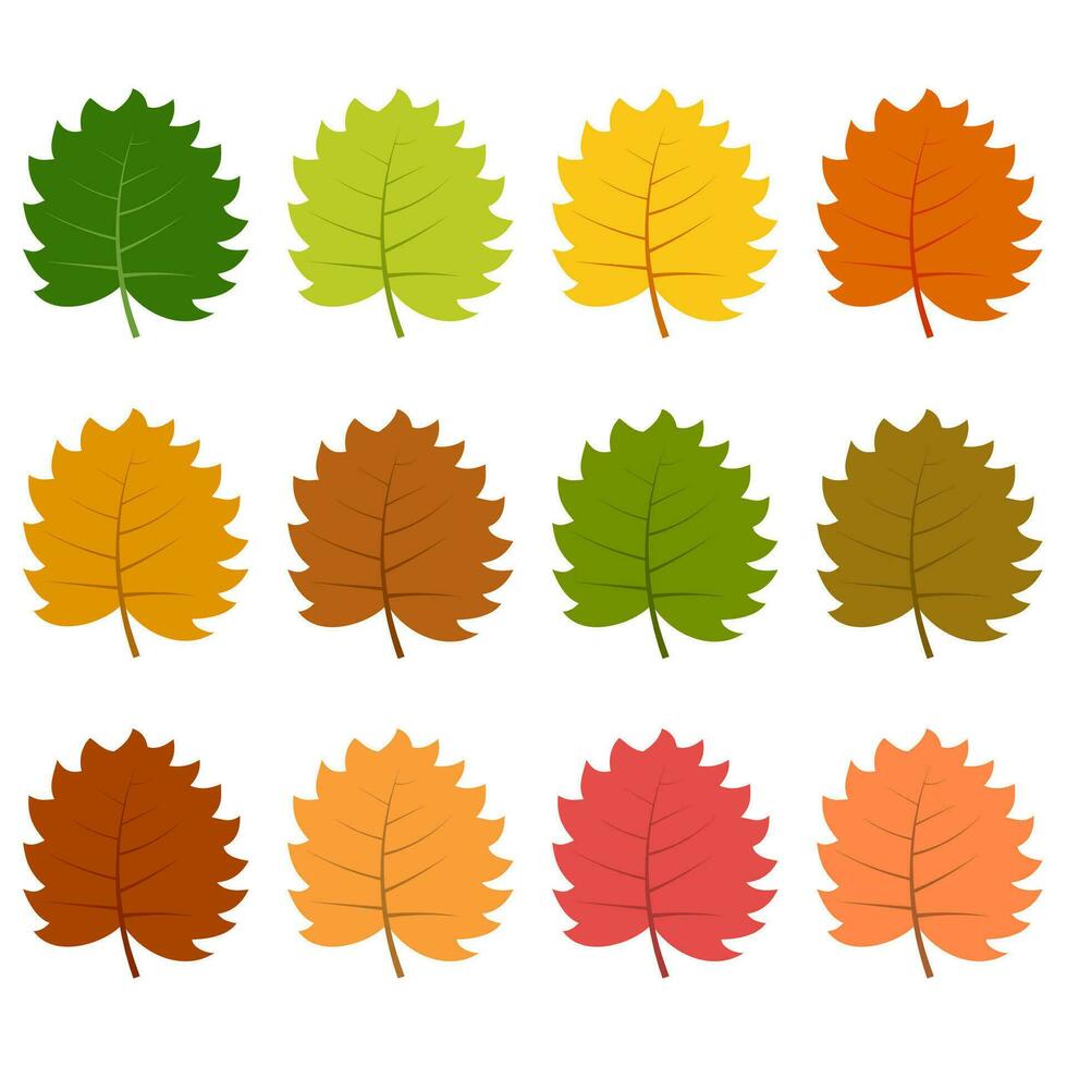 Set of twelve autumn leaves in different autumn colors. Vector illustration.