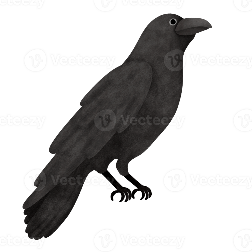 Halloween raven cartoon png