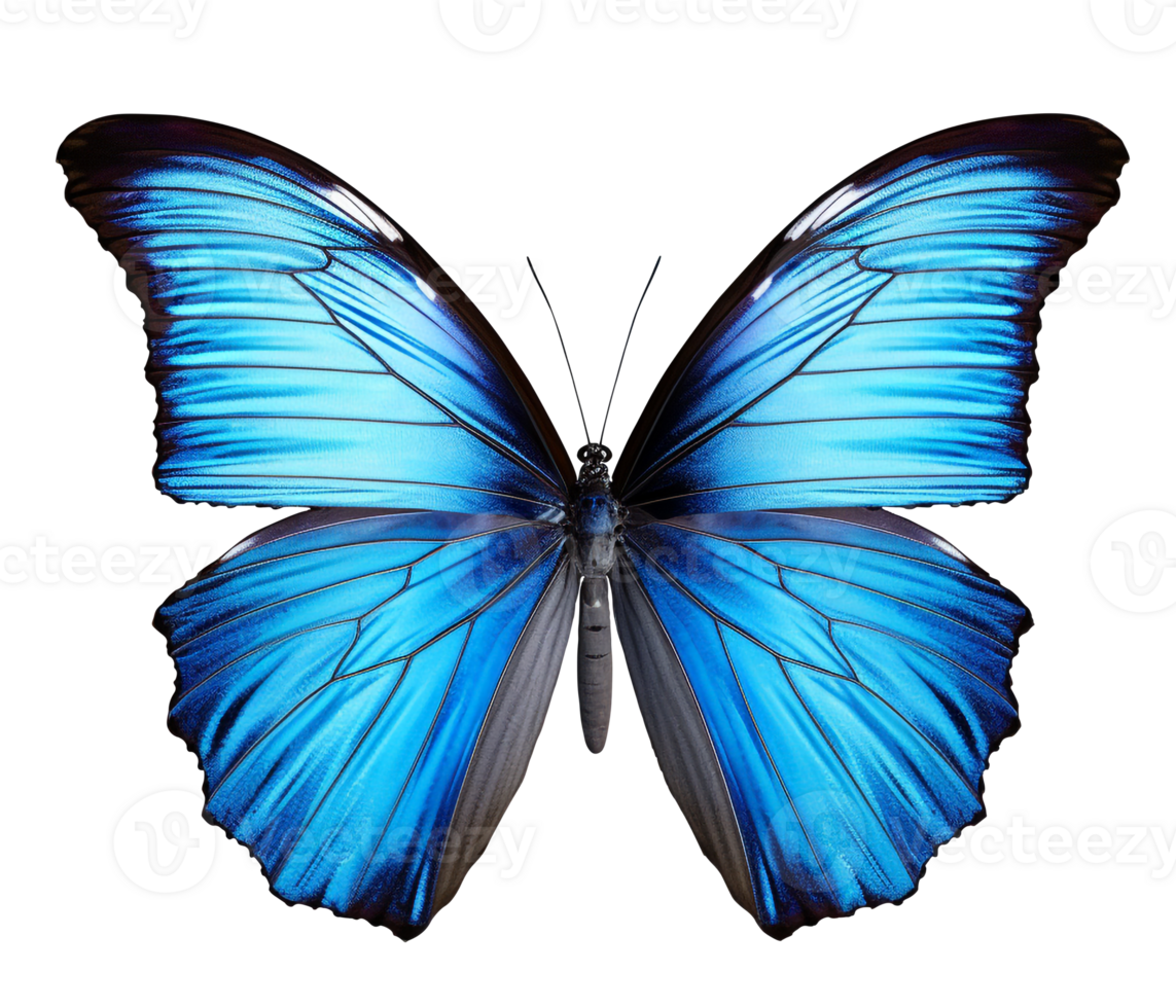 Butterfly png the Blue butterfly png butterfly transparent background AI Generated