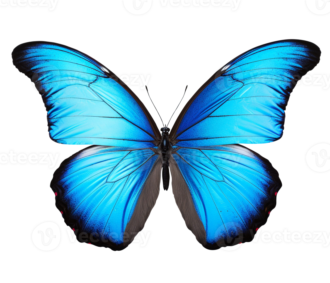 Butterfly png the Blue butterfly png butterfly transparent background AI Generated