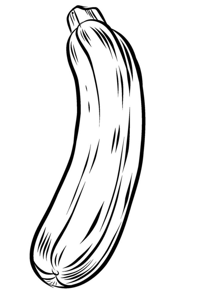 zucchini Sketch Vegetables Outline Vector illustration