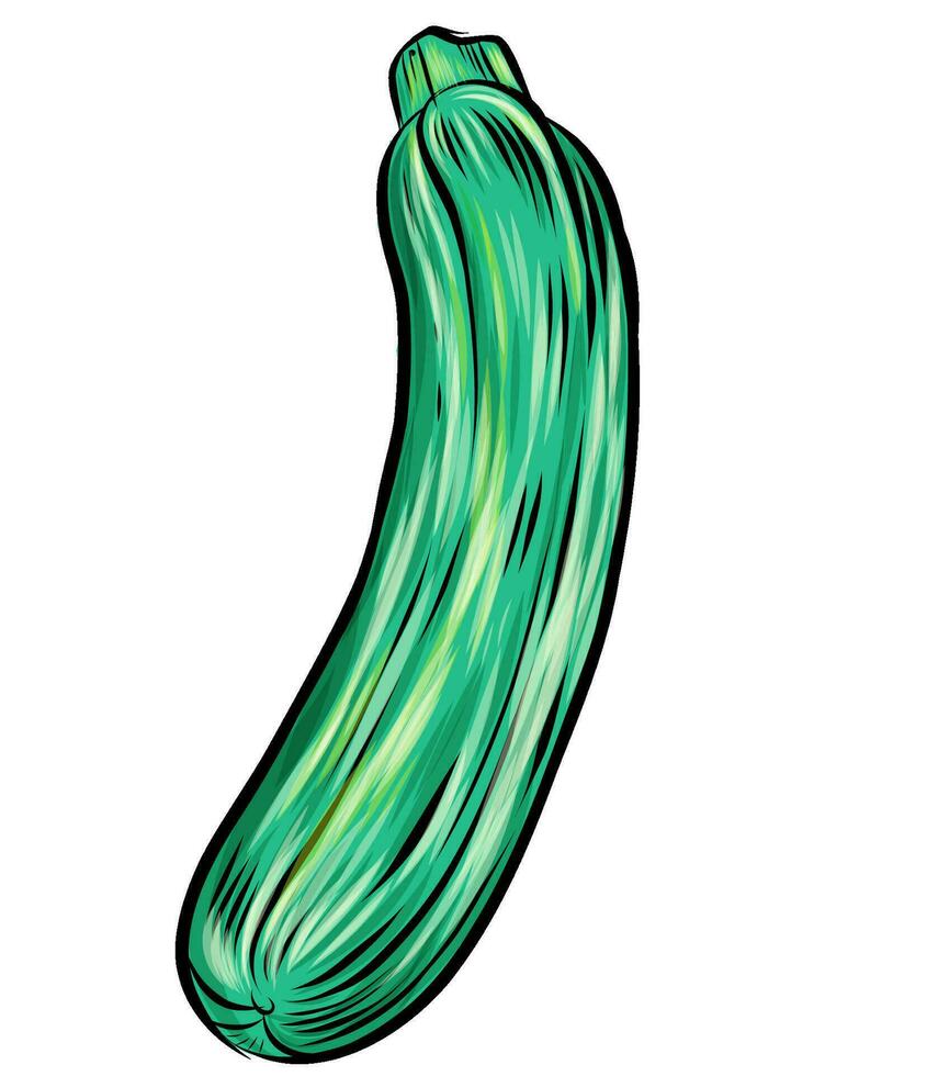 zucchini hand dranw isolated on white. vetcor illustration vector