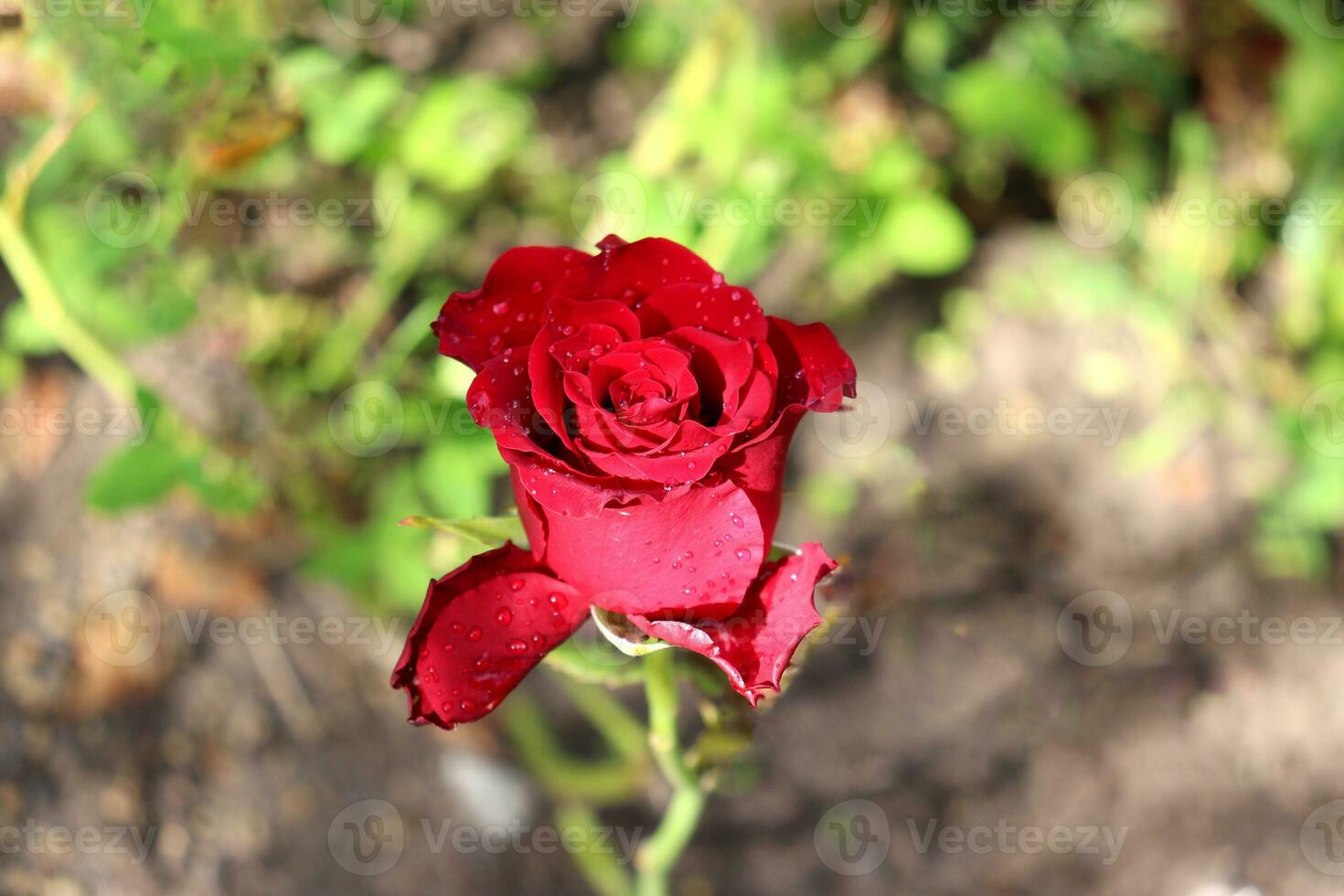 red rose with water drops on the petals on the background of the earth in the garden - horizontal close-up photo, top view photo