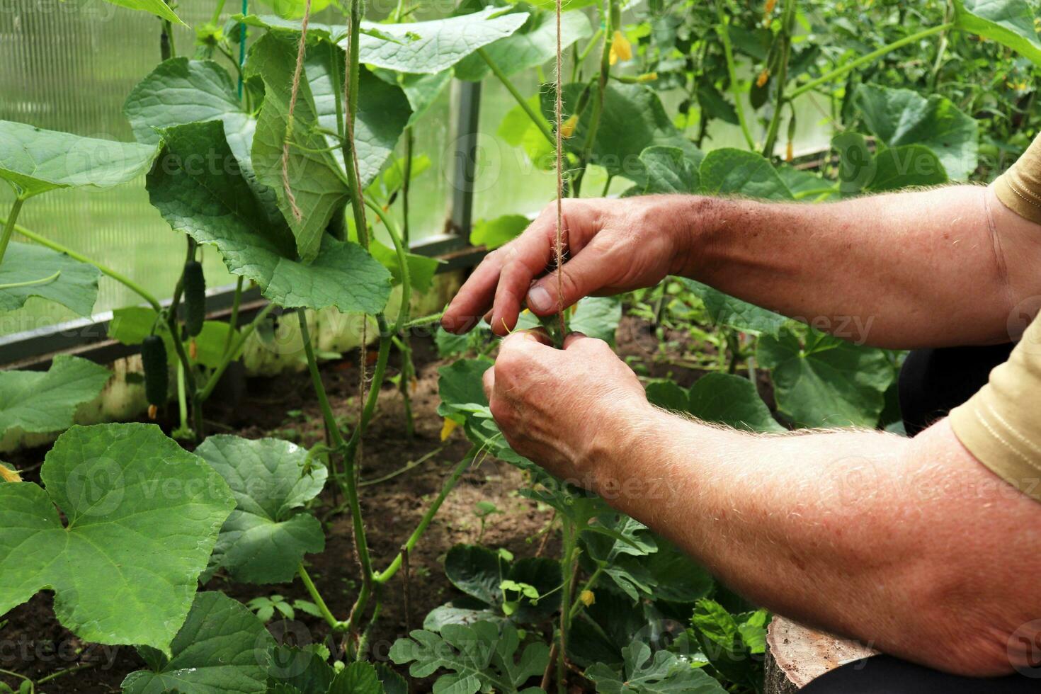 an elderly retired man tending cucumbers in a greenhouse - close-up photo of hands against the background of growing vegetables. agricultural work in the village in the greenhouse