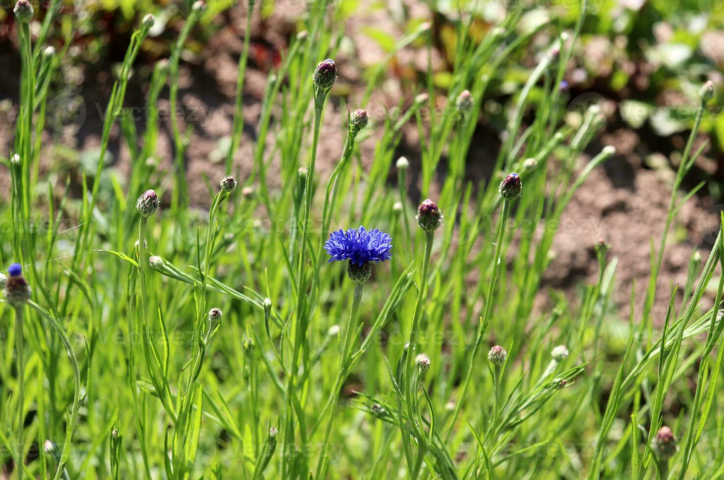 horizontal photo - one bright blue cornflower with several buds against the background of blurred grass with earth