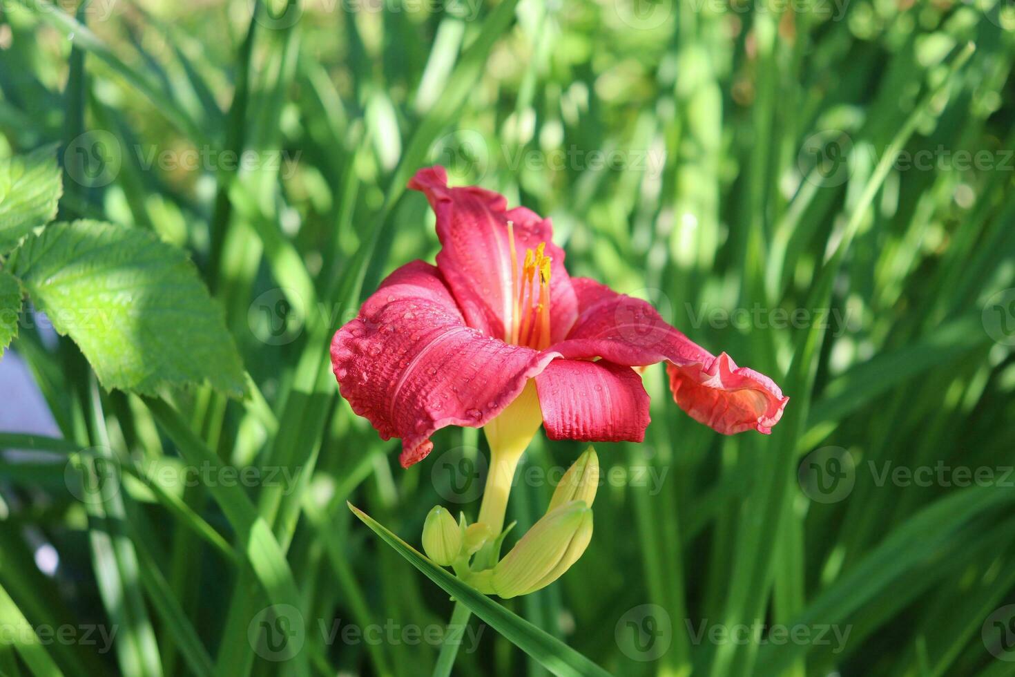 red daylily inflorescence - one lily with buds against the background of grass in partial shade on a sunny summer day in the garden - horizontal photo close-up