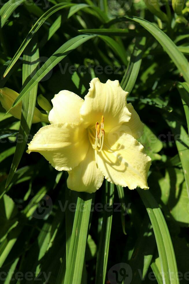 one light lemon lily with buds against the background of grass on a sunny summer day in the garden - vertical close-up photo, top view photo