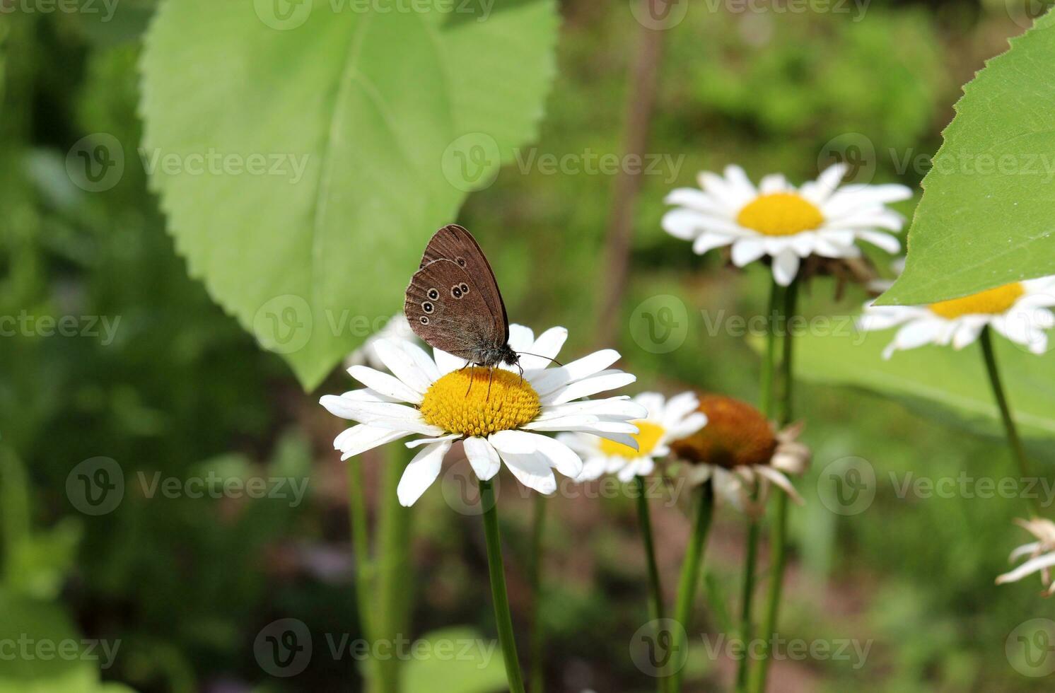 Butterfly Aphantopus hyperantus on a chamomile flower in a summer garden, horizontal photo - close-up, top view