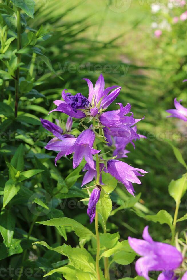 Campanula bluebell flowers inflorescence with drops on petals after rain in the rays of the evening sun in the garden - close-up vertical photo
