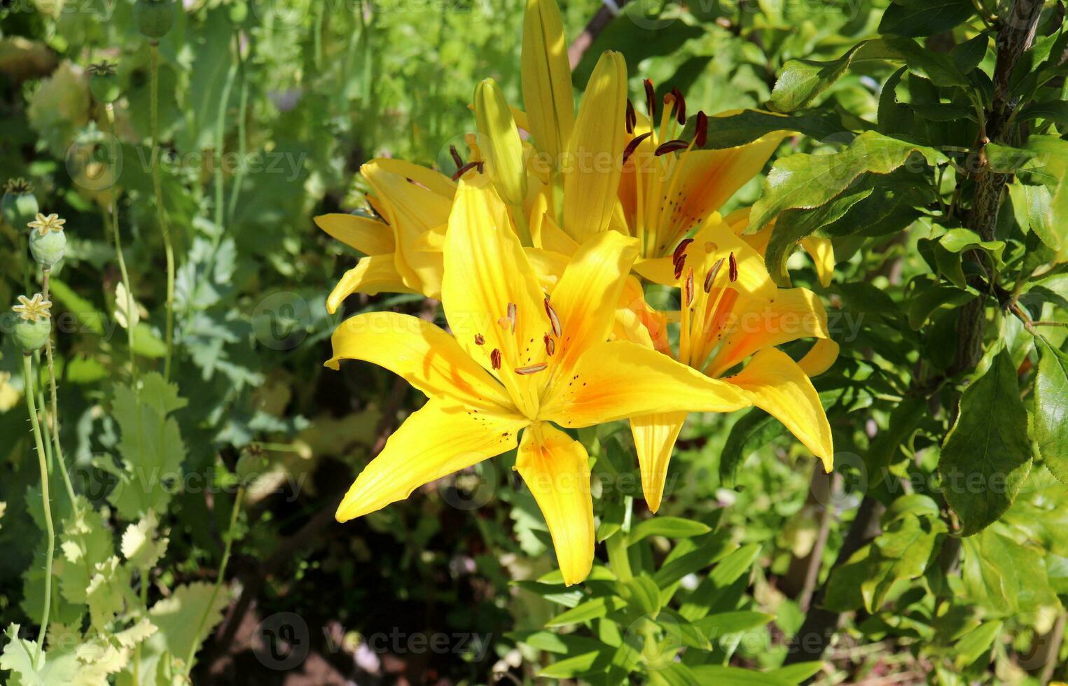 inflorescence of a yellow daylily with buds and blossoming flowers next to a dwarf apple tree and poppy buds on a sunny day in the garden - close-up horizontal ph photo