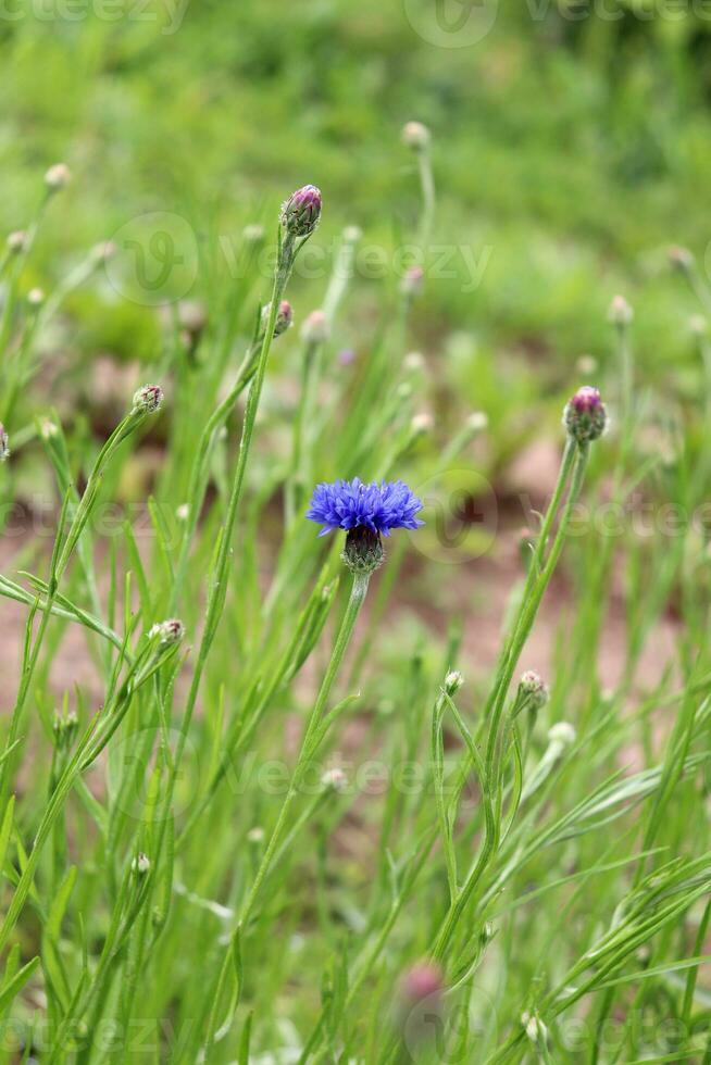 vertical photo - one bright blue cornflower with several buds against the background of blurred grass with earth