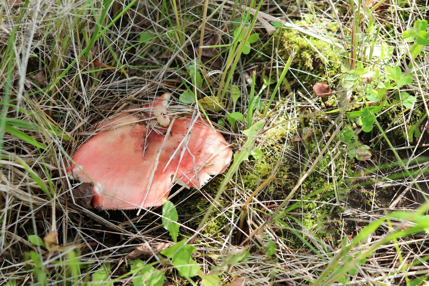 Russula vulgaris mushroom of the family Russulaceae in grass and moss on a sunny summer day - horizontal photo, top view photo