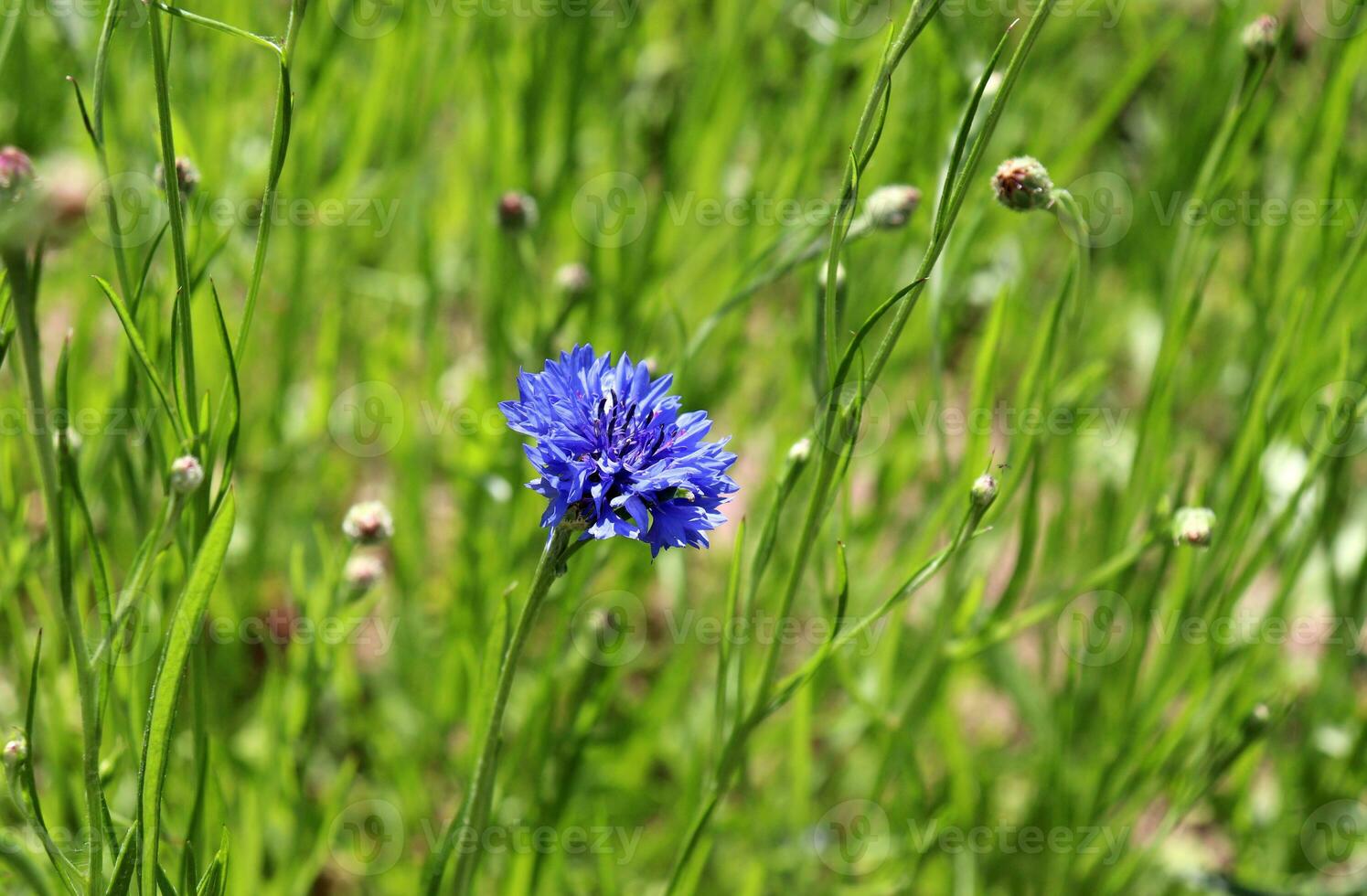 close-up horizontal photo - one bright blue cornflower with several buds against the background of blurred grass