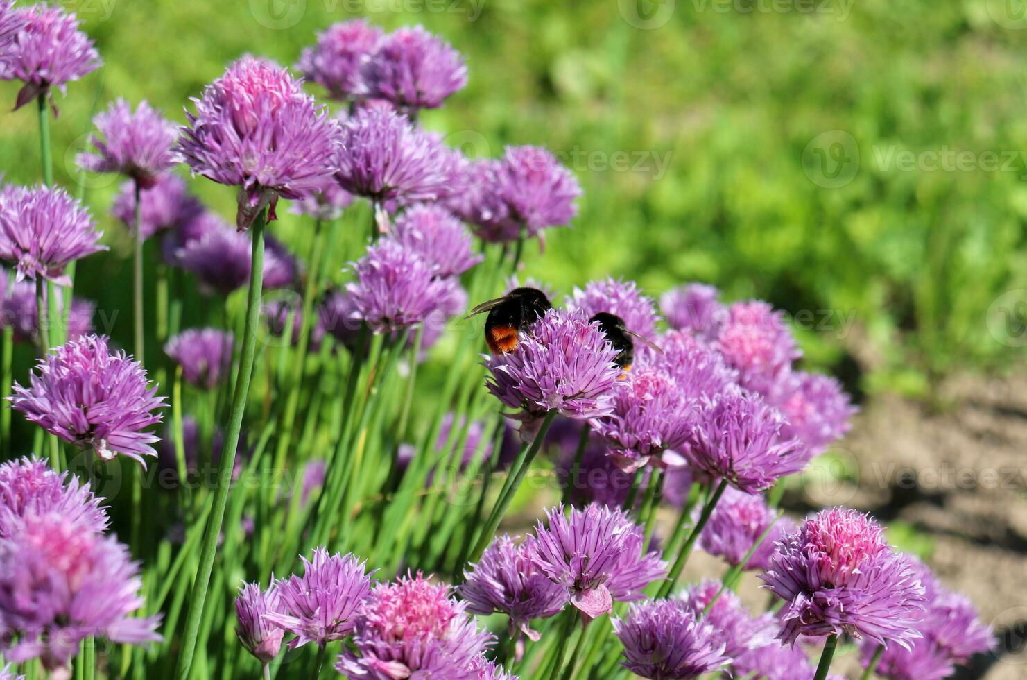 two bumblebees on a field onion flower in a meadow. macro photo