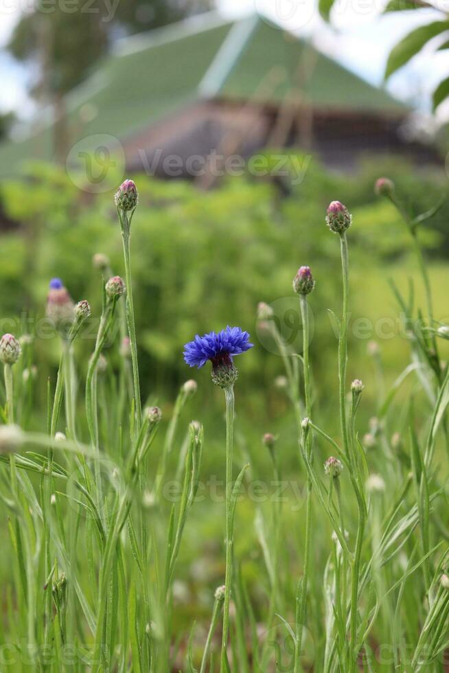 vertical photo - one bright blue cornflower with several buds against the background of grass and a village house with a green roof