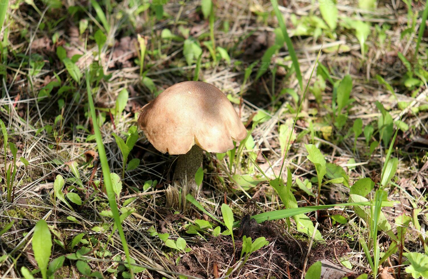 Common boletus mushroom Leccinum scabrum on the edge of the forest in the grass on a sunny summer day - horizontal photo, side and top view photo