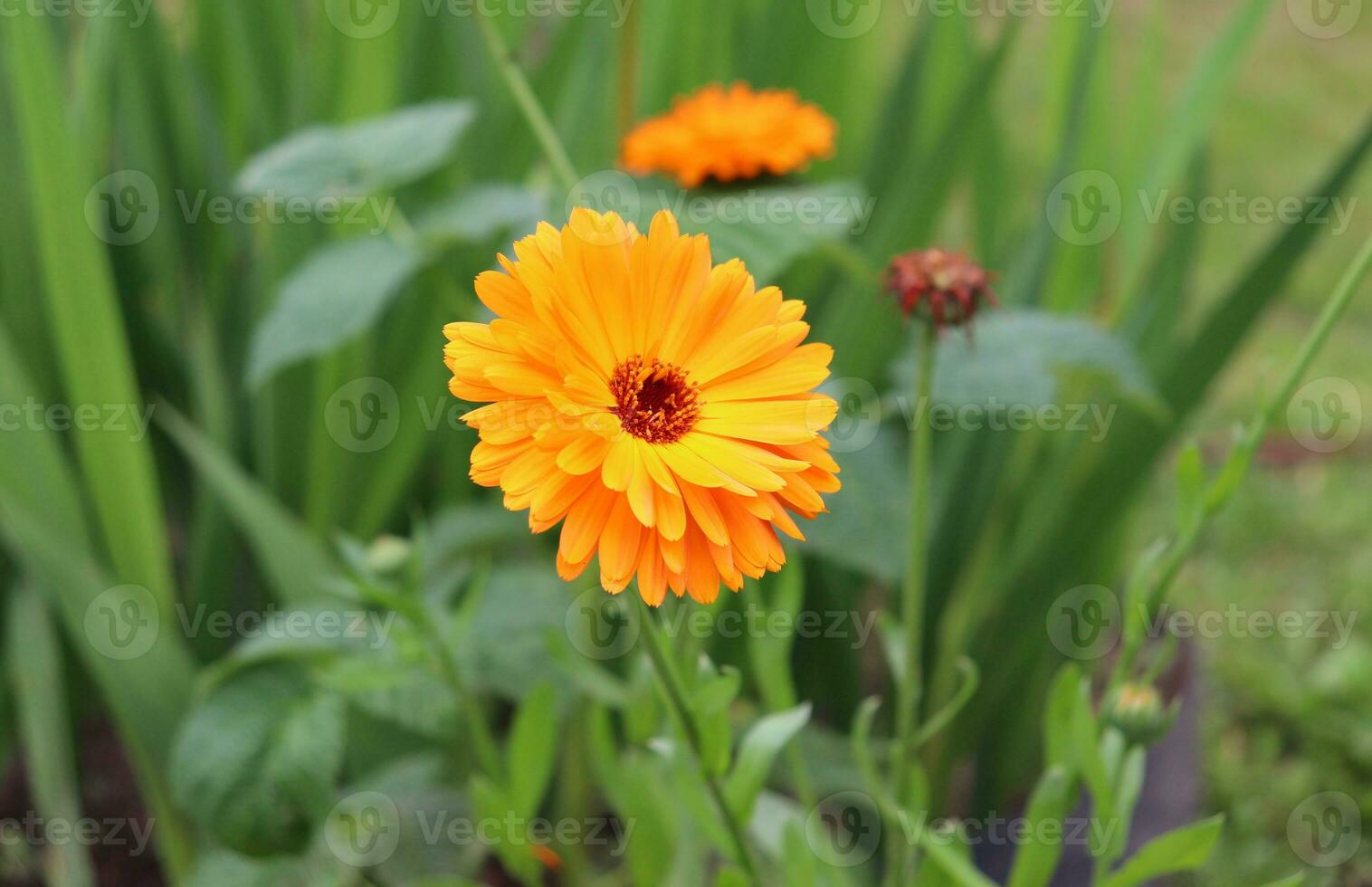 Calendula officinalis flower in a flower bed against the background of grass and foliage - horizontal photo, side and top view photo