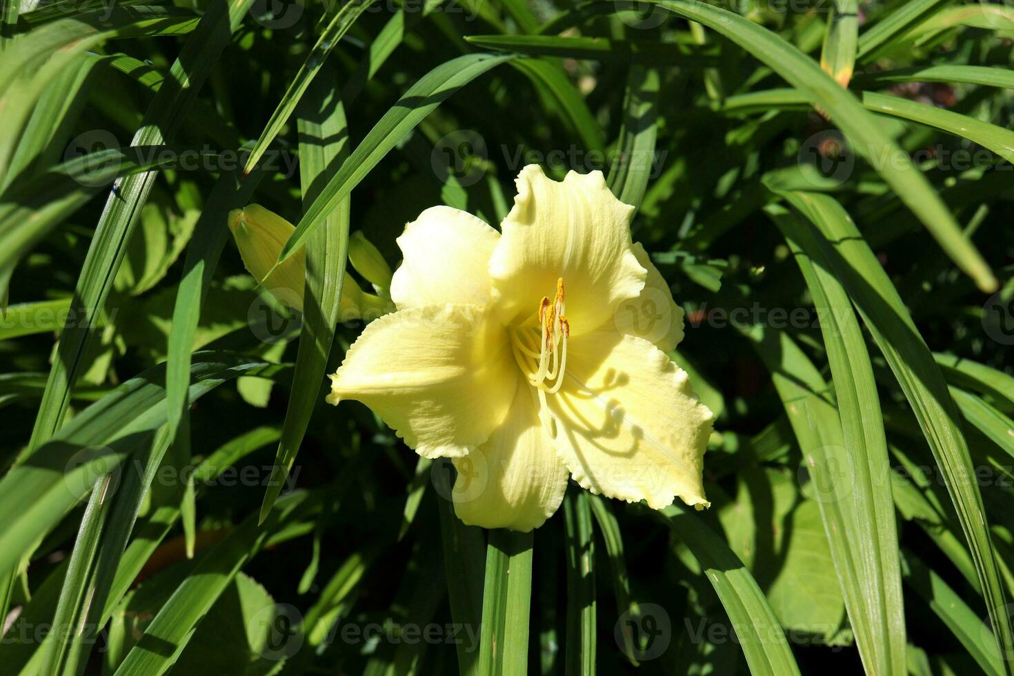 light lemon yellow lily with buds on the background of grass on a sunny summer day in the garden - horizontal photo close-up, top view