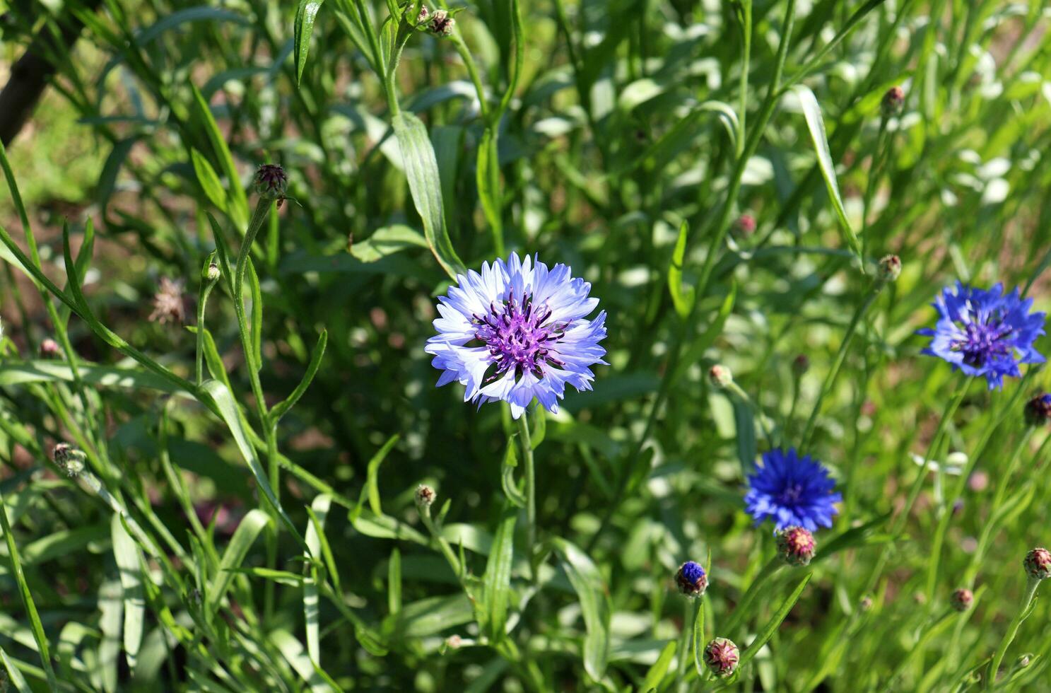 horizontal photo close-up top view - one light blue cornflower with several buds against blurred grass with other cornflowers.