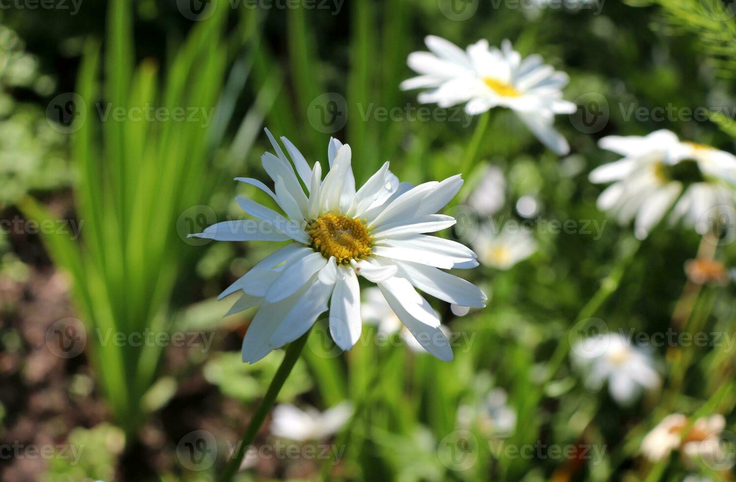 Chamomile flower in a summer garden with raindrops in the heart and petals, horizontal photo - close-up
