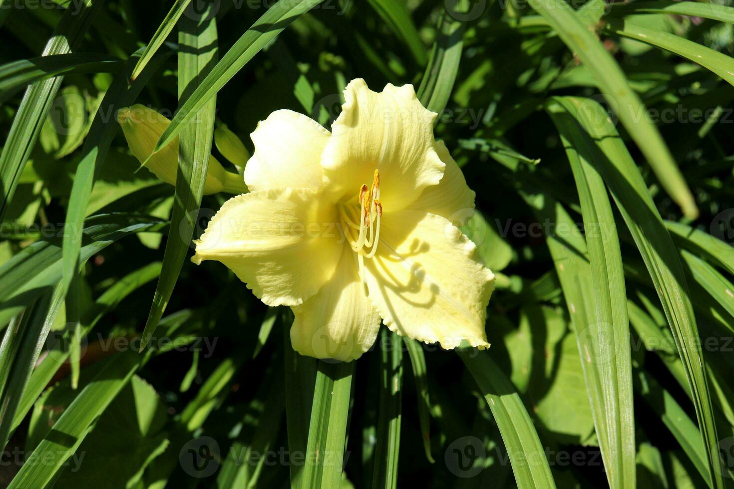 horizontal one light lemon lily with buds photo