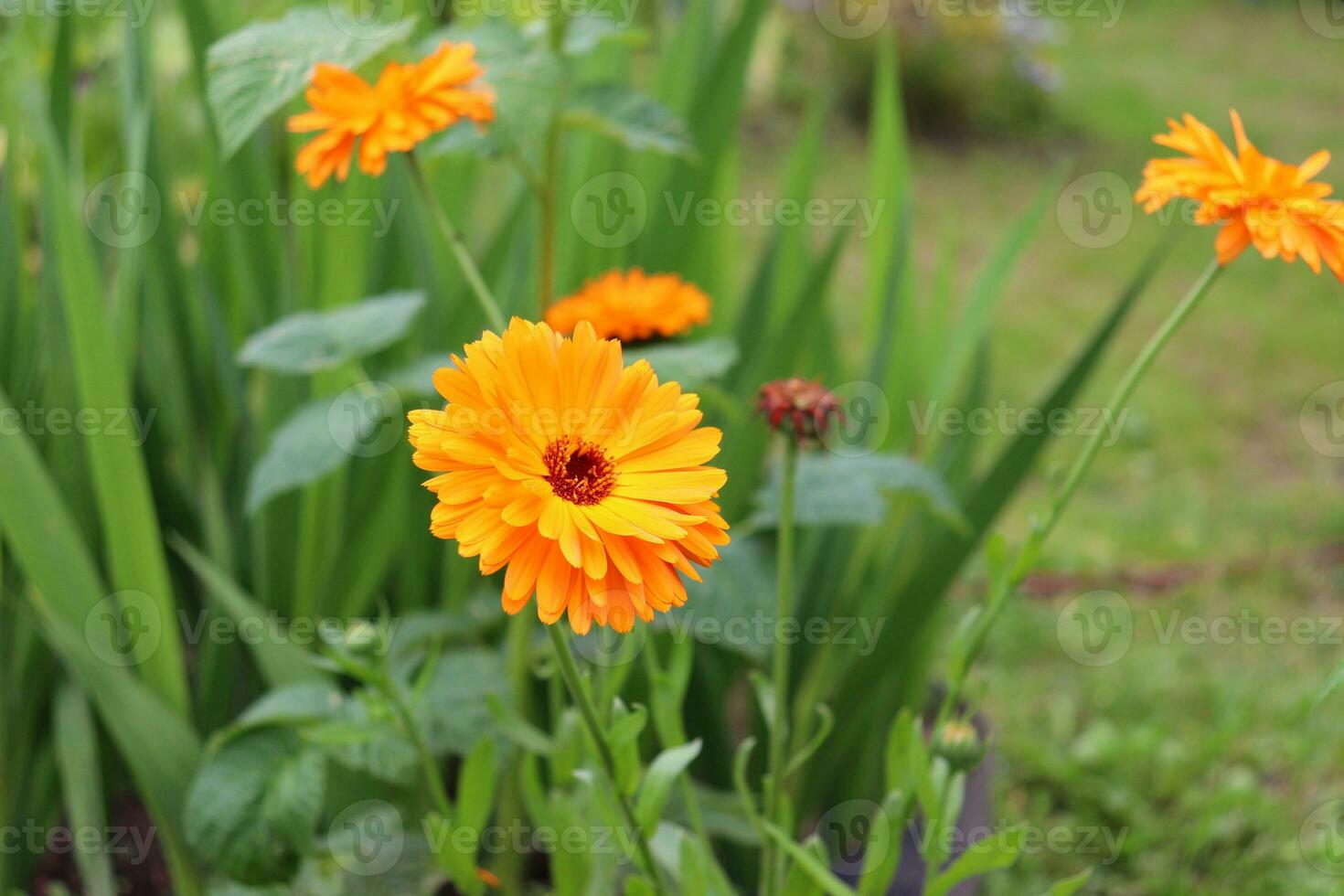 several flowers of Calendula officinalis in a flower bed against the background of grass - horizontal photo, side view photo
