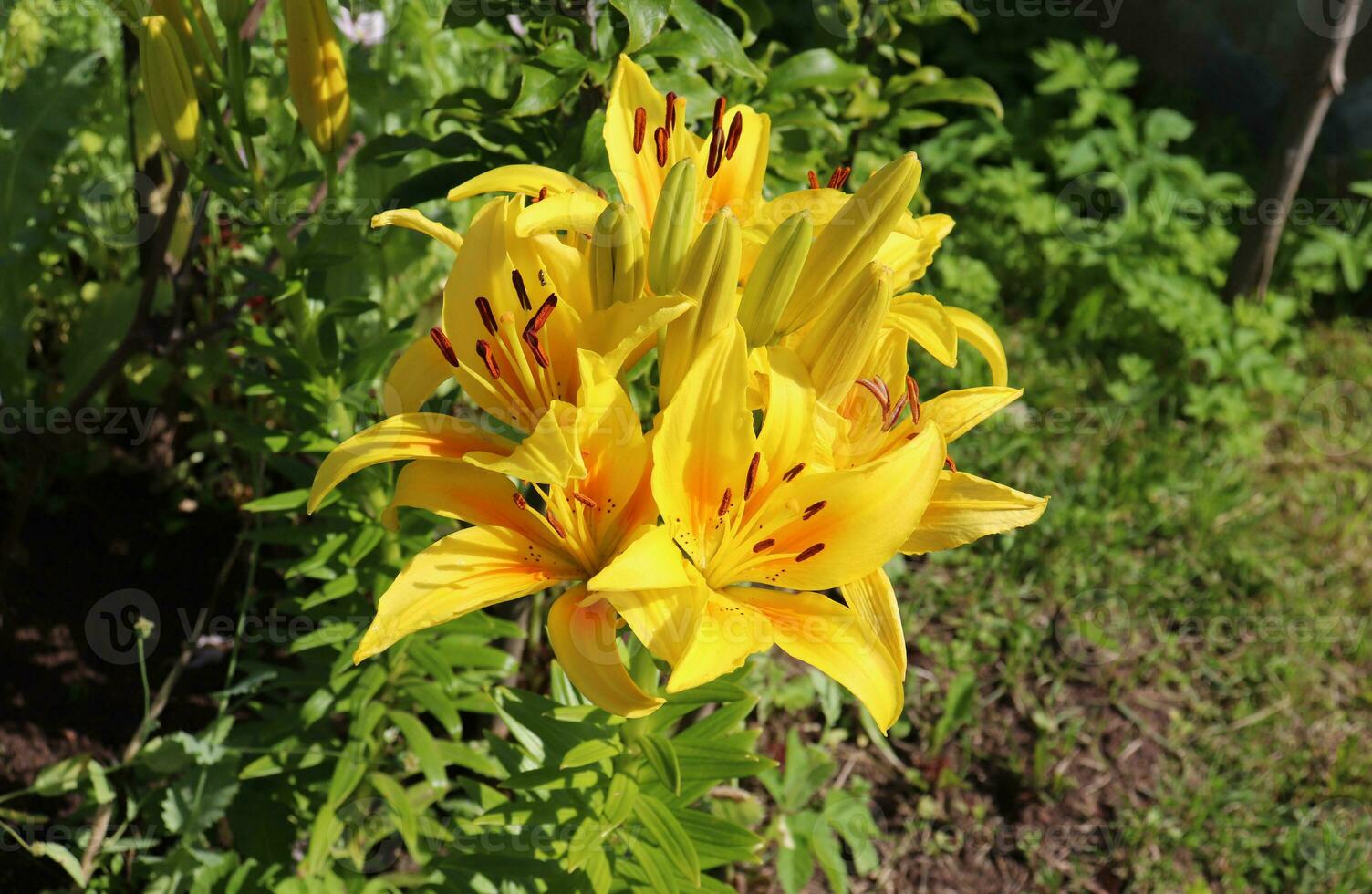 yellow daylily inflorescence with buds and blooming flowers on a sunny day in the garden - horizontal photo close-up