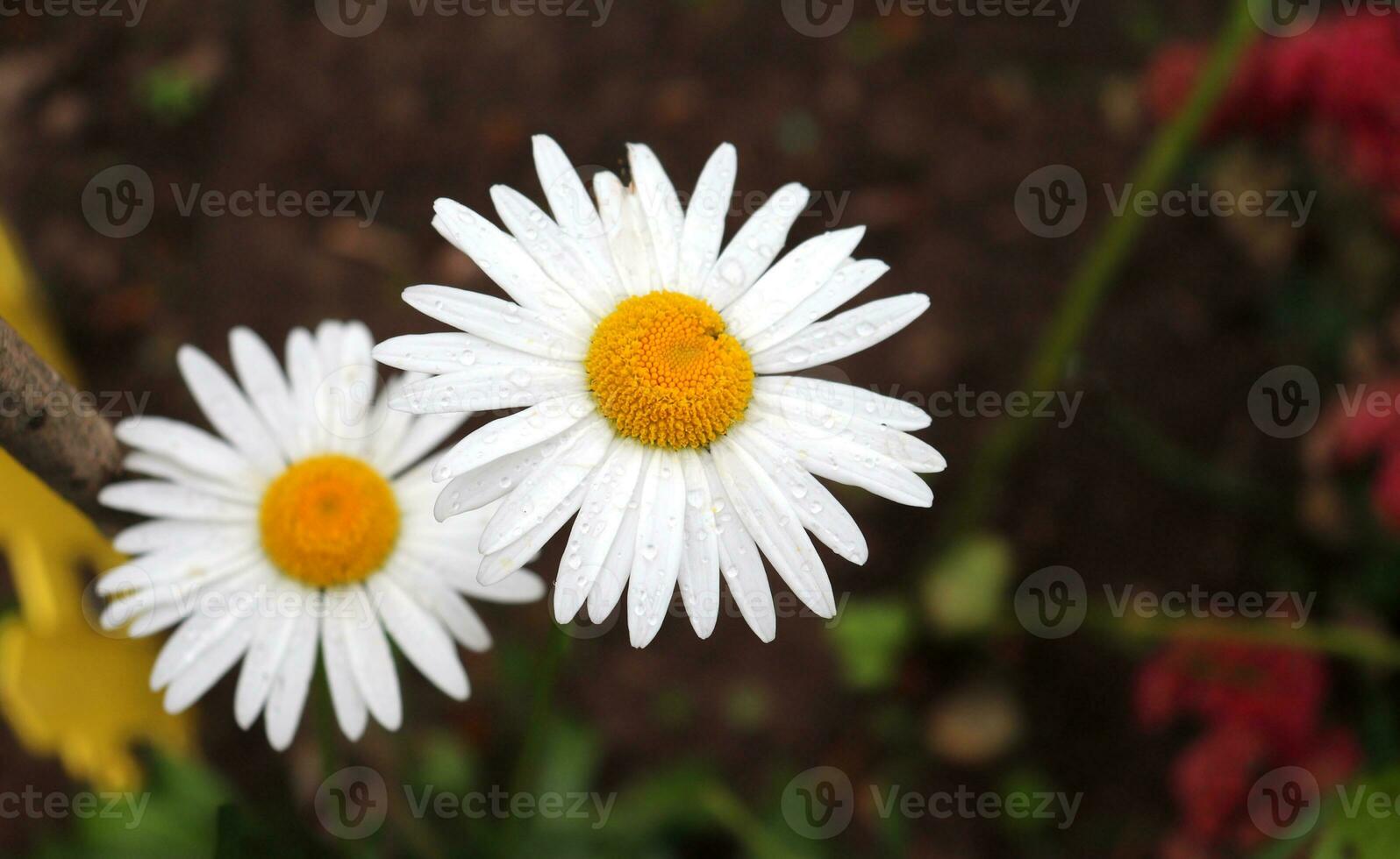 Two daisies with drops on the petals after rain in the garden. Horizontal macro photo